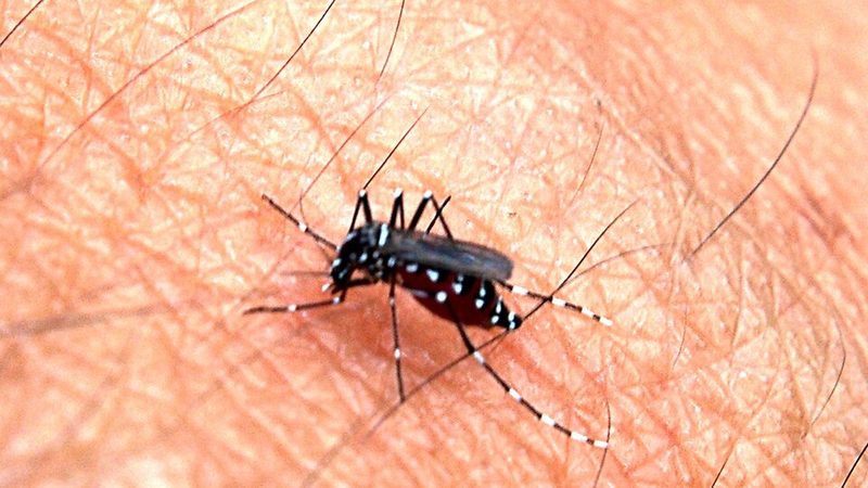 Nyamuk Aedes penyebab denggi